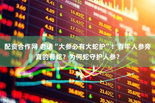 配资合作网 老话“大参必有大蛇护”！百年人参旁真的有蛇？为何蛇守护人参？